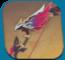 Astral Vulture weapon image